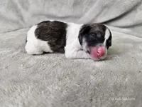 Suki, a female Bichpoo for sale in Bois D Arc, MO – 10 of 10