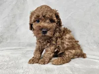 Adelaide - Full AKC, a female Poodle - Miniature  for sale in Bois D Arc, MO – 2 of 10
