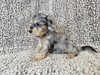 Merlin- blue merle phantom , a male Cavapoo for sale in Bois D Arc, MO – 6 of 10