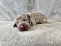 Kaya - AKC, a female Weimaraner for sale in Bois D Arc, MO – Photo 9 of 10