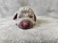 Kaya - AKC, a female Weimaraner for sale in Bois D Arc, MO – Photo 5 of 10