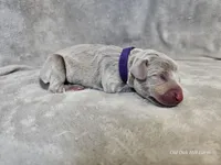 Kaya - AKC, a female Weimaraner for sale in Bois D Arc, MO – Photo 7 of 10