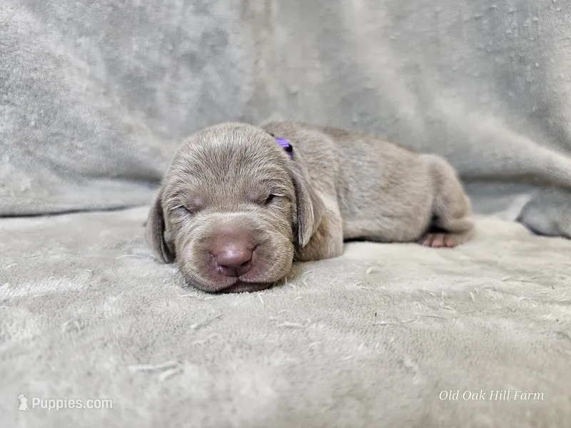 Kaya - AKC – Weimaraner puppy for sale in Bois D Arc, MO