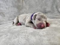 Kaya - AKC, a female Weimaraner for sale in Bois D Arc, MO – Photo 1 of 10