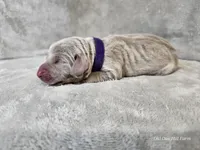 Kaya - AKC, a female Weimaraner for sale in Bois D Arc, MO – Photo 8 of 10