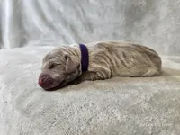 Kaya - AKC, a female Weimaraner for sale in Bois D Arc, MO – Photo 4 of 10