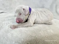 Kaya - AKC, a female Weimaraner for sale in Bois D Arc, MO – Photo 3 of 10