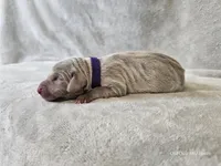 Kaya - AKC, a female Weimaraner for sale in Bois D Arc, MO – Photo 2 of 10