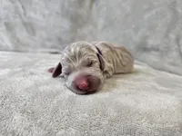 Kaya - AKC, a female Weimaraner for sale in Bois D Arc, MO – Photo 6 of 10