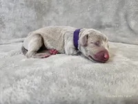 Kaya - AKC, a female Weimaraner for sale in Bois D Arc, MO – Photo 10 of 10