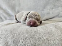 Kincaid - AKC, a male Weimaraner for sale in Bois D Arc, MO – 2 of 10