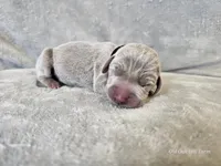 Kincaid - AKC, a male Weimaraner for sale in Bois D Arc, MO – 7 of 10