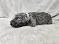 Skye - AKC, a female Weimaraner for sale in Bois D Arc, MO – 8 of 10
