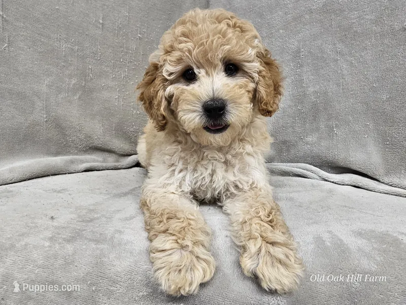Anne - AKC – Poodle - Miniature  puppy for sale in Bois D Arc, MO