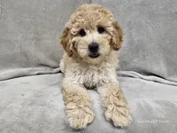 Anne - AKC, a female Poodle - Miniature  for sale in Bois D Arc, MO – 1 of 10