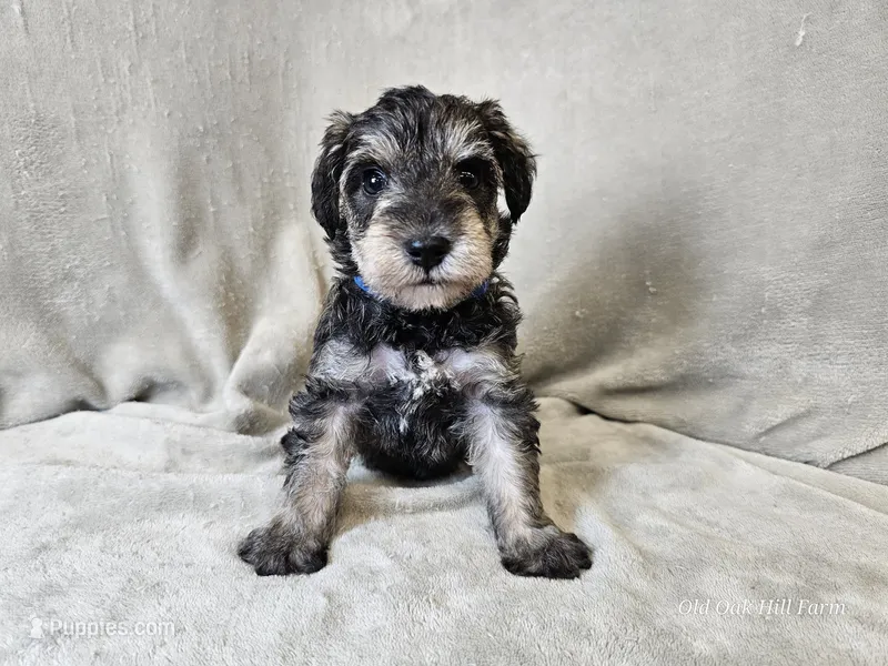 Azriel – Schnoodle puppy for sale in Bois D Arc, MO