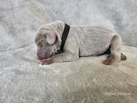Kincaid - AKC, a male Weimaraner for sale in Bois D Arc, MO – 8 of 10