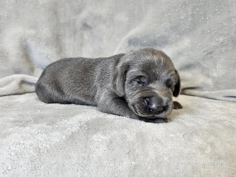 Marley - AKC – Weimaraner puppy for sale in Bois D Arc, MO
