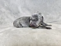 Khaos- AKC, a male Weimaraner for sale in Bois D Arc, MO – 6 of 10