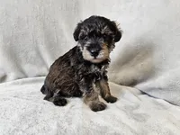 Cassian, a male Schnoodle for sale in Bois D Arc, MO – 4 of 10