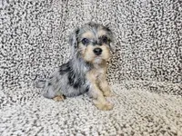 Merlin- blue merle phantom , a male Cavapoo for sale in Bois D Arc, MO – 5 of 10