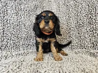 Duke - FULL AKC, a male Cavalier King Charles Spaniel for sale in Bois D Arc, MO – 7 of 10