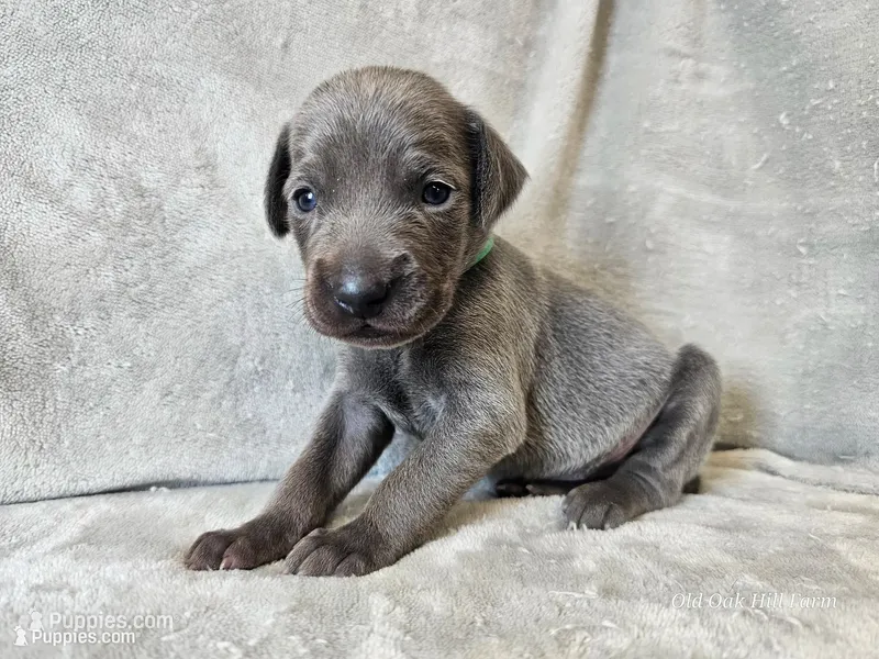 Cayson - AKC – Weimaraner puppy for sale in Bois D Arc, MO