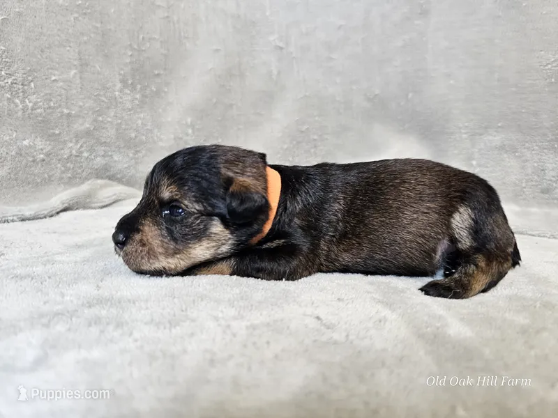 Cassian – Schnoodle puppy for sale in Bois D Arc, MO