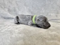 Cayson - AKC, a male Weimaraner for sale in Bois D Arc, MO – 6 of 10