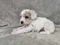 Yeti, a male Poochon for sale in Bois D Arc, MO – 6 of 10