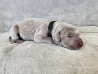 Kincaid - AKC, a male Weimaraner for sale in Bois D Arc, MO – 3 of 10