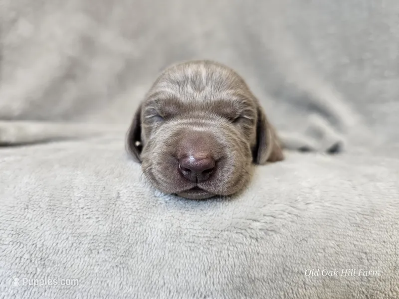 Kamea - AKC – Weimaraner puppy for sale in Bois D Arc, MO