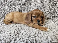 Duchess - FULL AKC, a female Cavalier King Charles Spaniel for sale in Bois D Arc, MO – 5 of 10