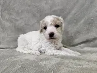Yeti, a male Poochon for sale in Bois D Arc, MO – 3 of 10