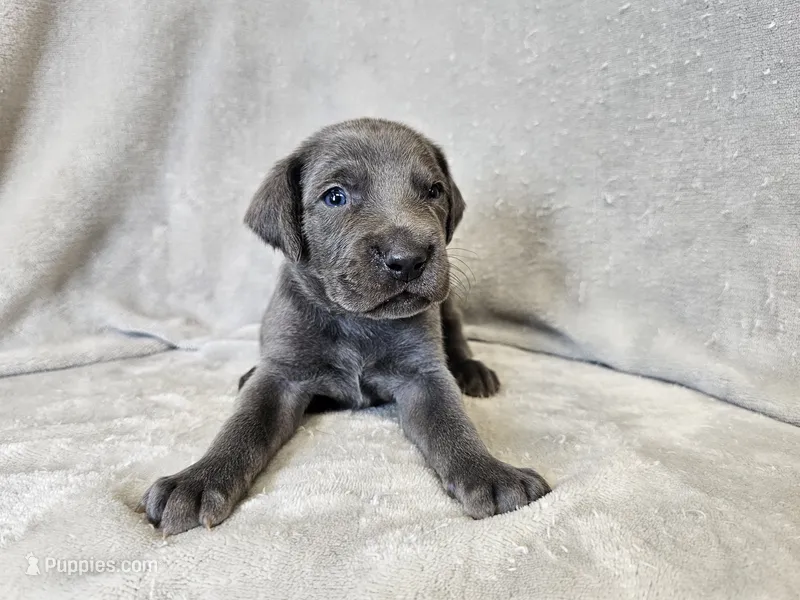 Marley - AKC – Weimaraner puppy for sale in Bois D Arc, MO