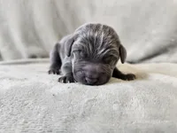 Marley - AKC, a male Weimaraner for sale in Bois D Arc, MO – 5 of 10