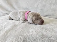 Kinzleigh - AKC, a female Weimaraner for sale in Bois D Arc, MO – 4 of 10