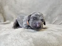 Monty - AKC, a male Weimaraner for sale in Bois D Arc, MO – 3 of 10