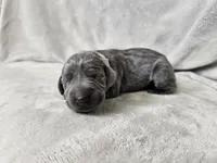 Skye - AKC, a female Weimaraner for sale in Bois D Arc, MO – 5 of 10