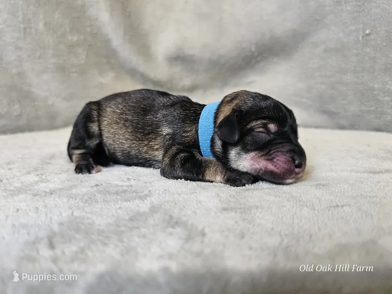 Azriel – Schnoodle puppy for sale in Bois D Arc, MO