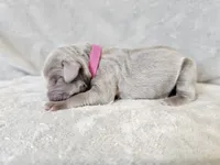 Kinzleigh - AKC, a female Weimaraner for sale in Bois D Arc, MO – 7 of 10