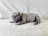 Khaos- AKC, a male Weimaraner for sale in Bois D Arc, MO – 7 of 10
