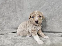 Mochi, a male Poochon for sale in Bois D Arc, MO – 6 of 10