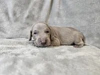 Kincaid - AKC, a male Weimaraner for sale in Bois D Arc, MO – 6 of 10