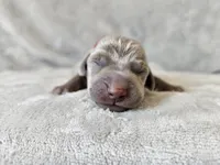Kashmir - AKC, a female Weimaraner for sale in Bois D Arc, MO – 3 of 10