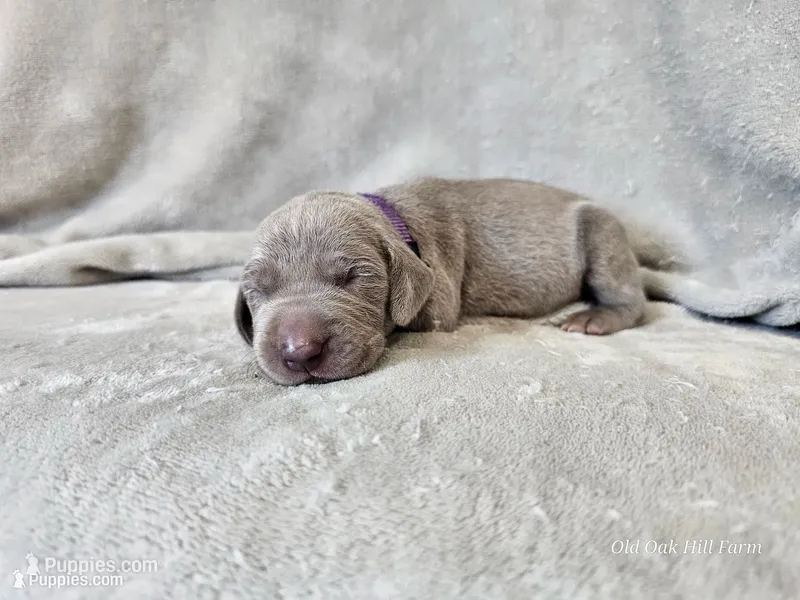 Kamea - AKC – Weimaraner puppy for sale in Bois D Arc, MO