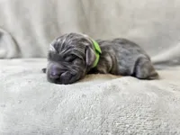 Marley - AKC, a male Weimaraner for sale in Bois D Arc, MO – 8 of 10