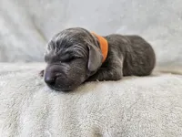 Kobalt- AKC, a male Weimaraner for sale in Bois D Arc, MO – 6 of 10