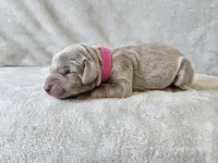 Kinzleigh - AKC, a female Weimaraner for sale in Bois D Arc, MO – 9 of 10