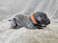 Monty - AKC, a male Weimaraner for sale in Bois D Arc, MO – 10 of 10